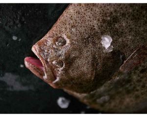 Porte Avion Turbot Garrett