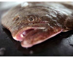 Porte Avion Turbot Garrett