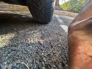 Mini Cabriolet One Chili - 2019