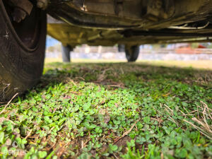 Renault 4 F6 - 1986 *Flash