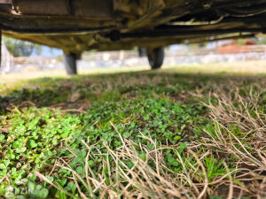 Renault 4 F6 - 1986 *Flash