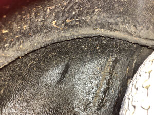 Autobianchi Bianchina Cabriolet - 1963